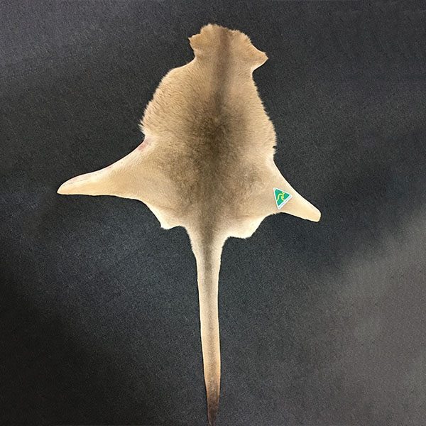 Kangaroo Skin Rugs Eagle Wools 100 Aussie Made Products